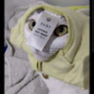 Meet your Posher, Shelby